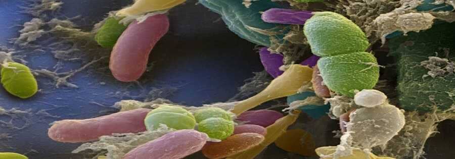 The Egyptian Society of Electron Microscopy Annual Conference http://esem-egypt.org/