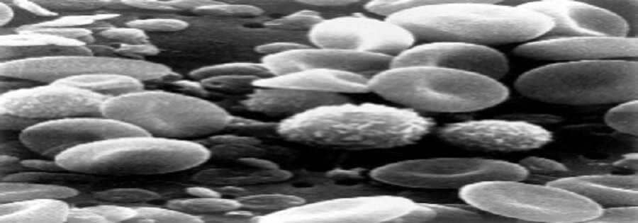 The Egyptian Society of Electron Microscopy Annual Conference http://esem-egypt.org/